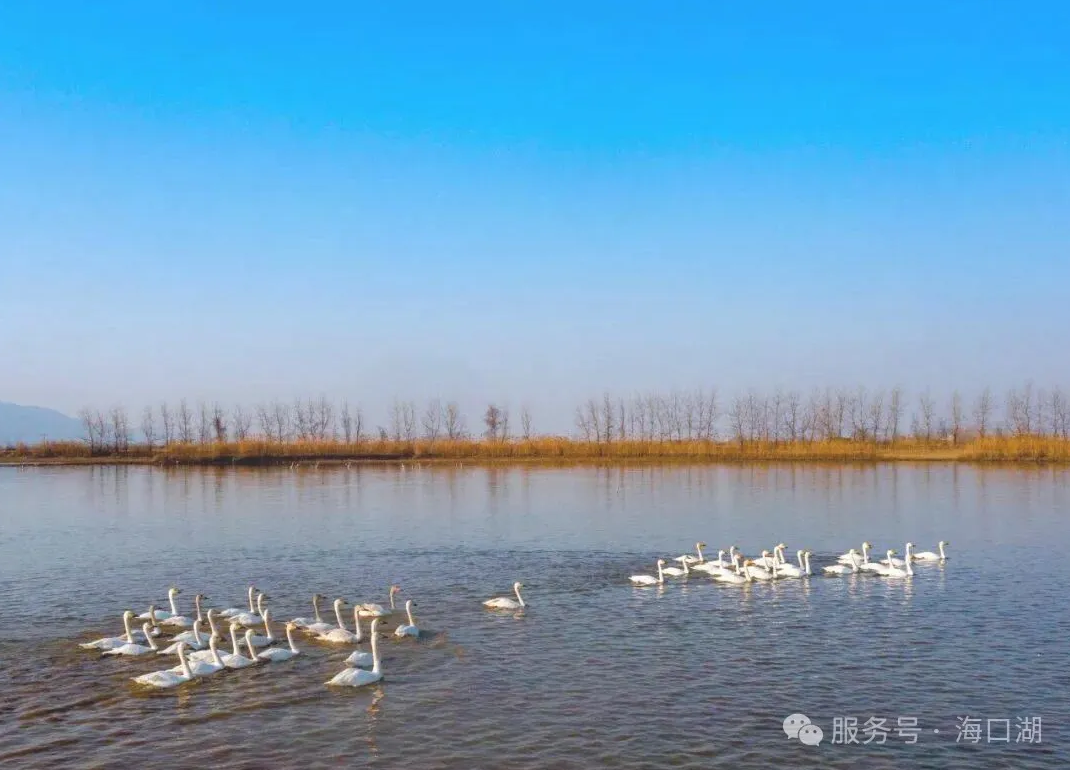 湖北海口湖：不止于名称的巧合，更在于生态的必然